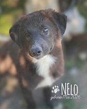 NELO, Hund, Mischlingshund in Rumänien