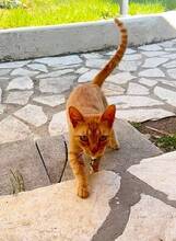 MAMA, Katze, EKH in Griechenland