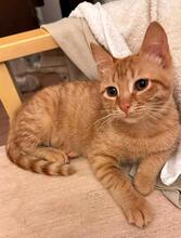 GREY, Katze, EKH in Griechenland