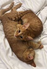 CHARLY, Katze, EKH in Griechenland