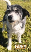GREY, Hund, Mischlingshund in Griechenland