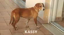 KASSY, Hund, Mischlingshund in Griechenland