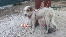 LILA, Hund, Mischlingshund in Griechenland