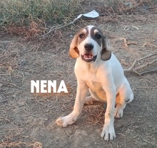 NENA, Hund, Mischlingshund in Griechenland