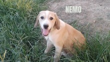 NEMO, Hund, Mischlingshund in Griechenland