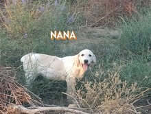 NANA, Hund, Mischlingshund in Griechenland