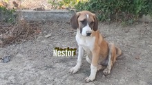 NESTOR, Hund, Mischlingshund in Griechenland