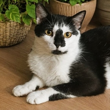 PEKITAS, Katze, Europäisch Kurzhaar in Belgien