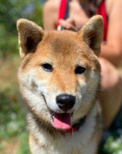 BELLA, Hund, Shiba Inu-Mischlingshund in Slowakische Republik