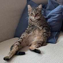 COLMENA, Katze, Europäisch Kurzhaar in Spanien