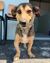CAMY, Hund, Mischlingshund in Rumänien