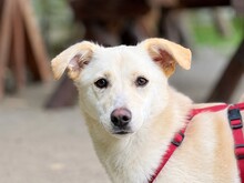 VICKY, Hund, Mischlingshund in Rumänien