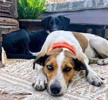 NELE, Hund, Podenco-Mix in Spanien