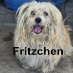 FRITZCHEN, Hund, Bichon Maltais in Rumänien