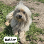 RAIDER, Hund, Bichon Maltais in Rumänien