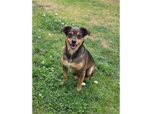 SPEEDY, Hund, Mischlingshund in Langenhagen