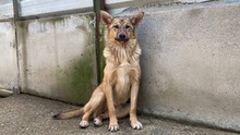 LIV, Hund, Mischlingshund in Rumänien
