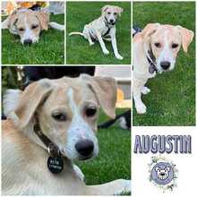 AUGUSTIN, Hund, Mischlingshund in Weidenberg
