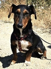 ESME, Hund, Dackel in Rumänien
