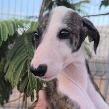 SUMMER, Hund, Spanischer Windhund in Spanien