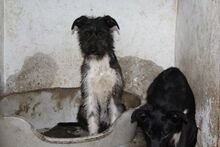 SNOOPY, Hund, Mischlingshund in Bulgarien