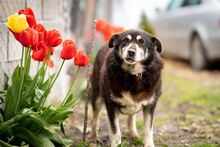INGE, Hund, Mischlingshund in Bulgarien