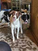 LUNA, Hund, Mischlingshund in Bulgarien