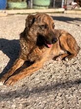 TOBIKO, Hund, Mischlingshund in Bulgarien