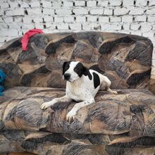 PEPPER, Hund, Mischlingshund in Bulgarien
