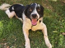 MILO, Hund, Mischlingshund in Bulgarien