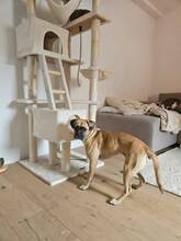 SCAMPI, Hund, Boxer in Ober-Flörsheim