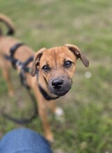 PIPPA, Hund, Mischlingshund in Weyhe