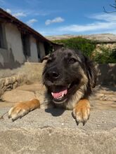 THORBEN, Hund, Mischlingshund in Bulgarien