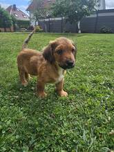 CHOCO, Hund, Mischlingshund in Sarstedt