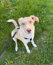 MARY, Hund, Mischlingshund in Mainaschaff