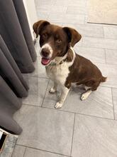 ZORA, Hund, Mischlingshund in Kipfenberg