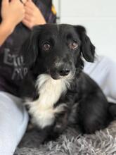 PEARL, Hund, Mischlingshund in Kipfenberg