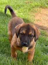 BLACKY, Hund, Mischlingshund in Ingolstadt