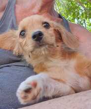 RICA, Hund, Mischlingshund in Rumänien