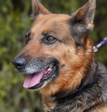 SHANI, Hund, Alsatian in Zypern