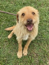 HERMES, Hund, Mischlingshund in Ungarn
