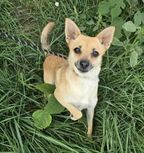 KIMBERLY, Hund, Mischlingshund in Ungarn