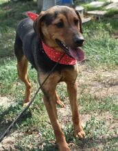 DASHA, Hund, Mischlingshund in Ungarn