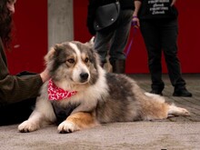 ZOEY, Hund, Mischlingshund in Griechenland