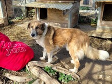 REDI, Hund, Mischlingshund in Griechenland