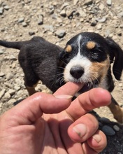 AVILA, Hund, mischling in Bulgarien