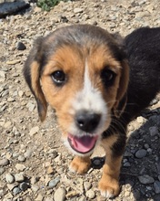 FLEUR, Hund, mischling in Bulgarien