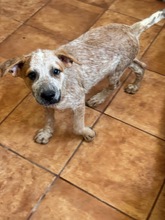 MIRABEL, Hund, mischling in Spanien