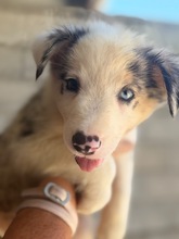 GERALD, Hund, Border Collie in Spanien