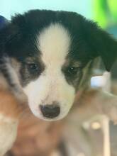 BORDERCOLLIE, Hund, Border Collie in Spanien